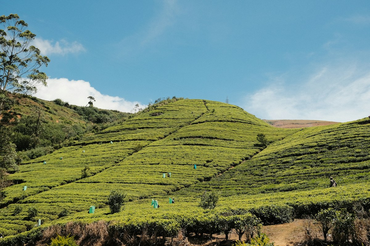 Tea fields across the green hills of Sri Lanka's highlands