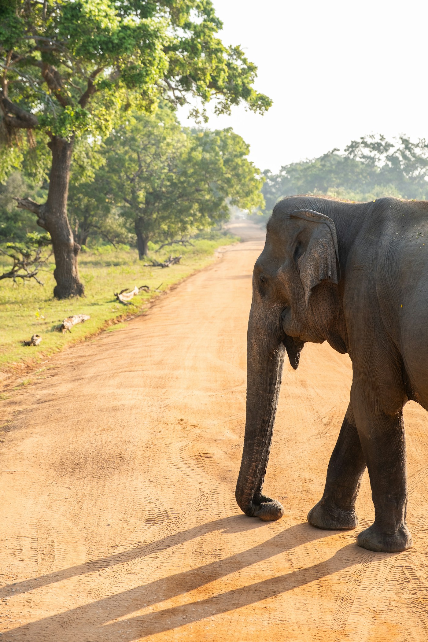 Asian elephant walking along a dirt road in Yala